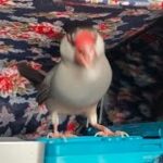 新しいオヤツを食べてはじめての食感にプチパニックを起こす文鳥　java sparrow