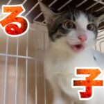 【人馴れ訓練】保護したばかりは食も細く心配した子猫ちゃんでしたが…【kitten】