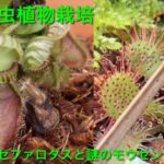 冬が近づいてきた我が家の食虫植物達の現在の様子。