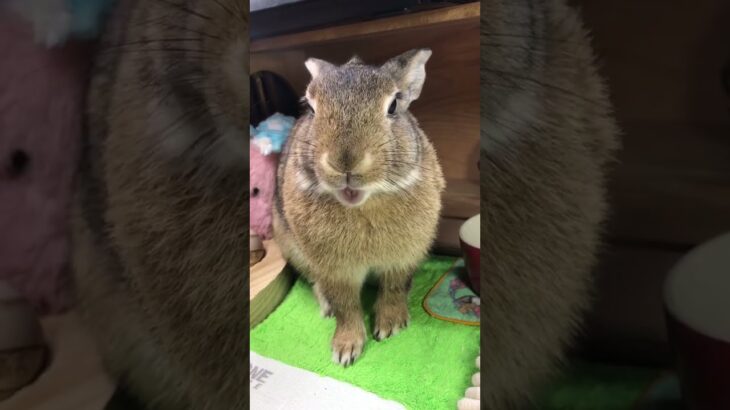 食糞の食べ方❣️💩😋🤣