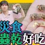 日本「防災食＆蟲乾」聽說好好吃？畫面太衝擊全場驚聲尖叫‼️🐛【自由研究中】