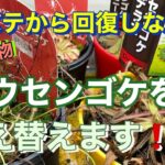 夏バテから回復しない食虫植物、モウセンゴケを植え替えます！