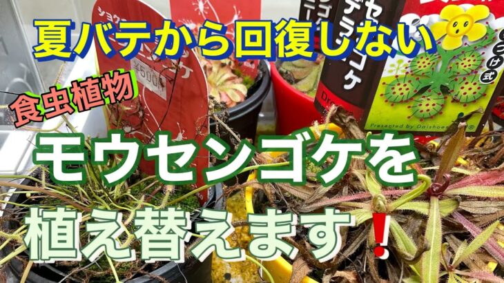 夏バテから回復しない食虫植物、モウセンゴケを植え替えます！