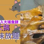 老鼠闖入大埔食肆 大搞燒味放題