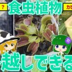 【夏に買った人必見】食虫植物は冬を越せる？～ハエトリソウやウツボカズラ等ホームセンターで買える食虫植物の冬支度を全部解説！～