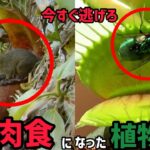 植物とは思えない肉食生物「食虫植物」ー４選ー【ぴえん過ぎる生き物紹介】