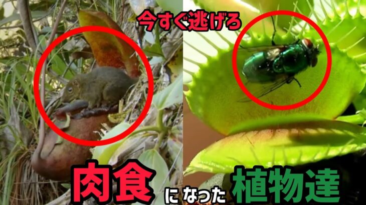 植物とは思えない肉食生物「食虫植物」ー４選ー【ぴえん過ぎる生き物紹介】