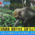 獨家／猴群入侵北投民宅！「大膽搶食、搬光南瓜」民眾驚嚇｜三立新聞台