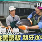 【彰化】生猛食人魚養殖 亞馬遜河兇器-黑銀板｜《世界第一等》1076集 Highlight 精彩搶先看