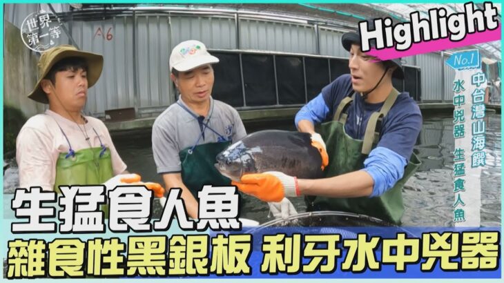 【彰化】生猛食人魚養殖 亞馬遜河兇器-黑銀板｜《世界第一等》1076集 Highlight 精彩搶先看