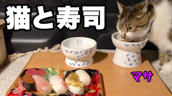 皆既月食を見ながら猫と寿司｜GoProとiPhoneのタイムラプスで撮影して画質を比較してみました。【皆既月食　2022】