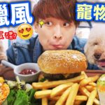 【與寵物歎美食】😍🐶「藍白希臘風」Pet-Friendly餐廳🍴露天吃大餐邊放狗！好食到反碟🤣？！(中文字幕)