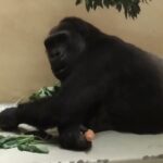 ニシゴリラ「モモコ」の採食：上野動物園