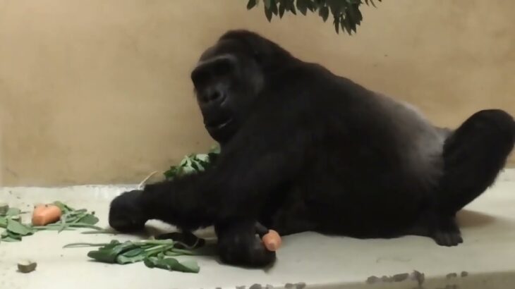 ニシゴリラ「モモコ」の採食：上野動物園