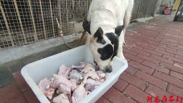 小黄夫妇饭点如同饿狼，抢食瞬间太过生猛，一盆肉瞬间秒光