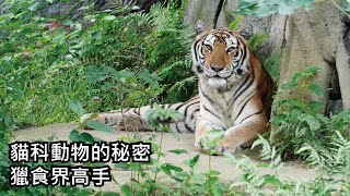 貓科動物的秘密－獵食界高手