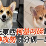 媽吃東西柯基叼碗討食　眼神攻勢：分偶一口嘛｜寵物動物｜狗｜柯基犬｜貪吃｜精選影片