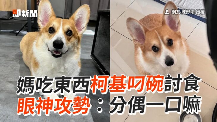 媽吃東西柯基叼碗討食　眼神攻勢：分偶一口嘛｜寵物動物｜狗｜柯基犬｜貪吃｜精選影片