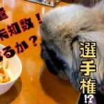 【大食い!!】完食出来る？恐るべし爆食女子!!