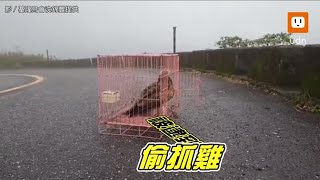 野放黑鳶民宅抓雞還索食 基隆鳥會再送牠回山裡