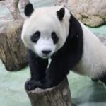 20221130 圓寶覓食等媽來 奶爸粉絲快急壞(午餐) Giant Panda Yuan Yuan & Yuan Bao