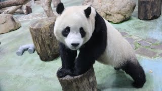 20221130 圓寶覓食等媽來 奶爸粉絲快急壞(午餐) Giant Panda Yuan Yuan & Yuan Bao