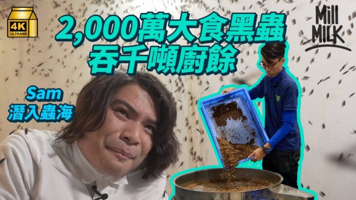 #MM｜90後裸辭銀行工作 上水租過萬呎建廠養2,000萬大食蟲蟲 燃燒積蓄養蟲幫手吞過千噸廚餘！Sam親身走入黑水虻成蟲室 蟲蟲飛滿全身！黑水虻食廚餘後可變肥料和動物飼料｜#700萬種生活 #4K