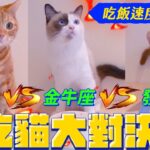 快食貓PK慢食碗！能否破解暴風吸入式貓咪？｜宇宙猫咪🐾