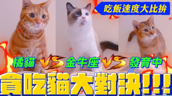 快食貓PK慢食碗！能否破解暴風吸入式貓咪？｜宇宙猫咪🐾