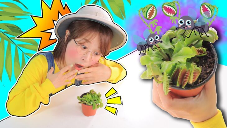 神奇植物大作戰！夏天帶你揭秘食蠅草的天賦技能 Venus flytrap 小伶玩具 | Xiaoling toy