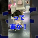 ついに登場保護猫のサブスクビジネス #shorts #保護猫