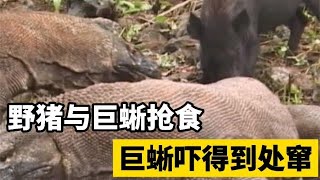 不知死活！野猪和科莫多巨蜥抢食，巨蜥反被吓得到处逃窜！