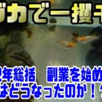 【メダカ】メダカ副業ビジネスに手を出してしまったおやじの末路はいかに！？