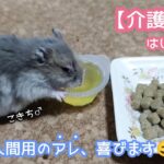 【介護食】いつものエサを食べなくなったハムスター、これなら食べてくれました！