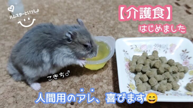 【介護食】いつものエサを食べなくなったハムスター、これなら食べてくれました！