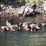 ハシビロガモの渦巻き採食