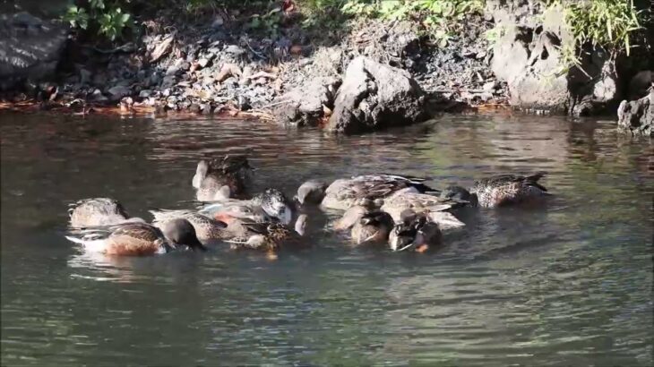 ハシビロガモの渦巻き採食