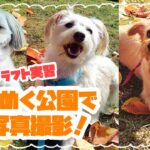 【ペットショップ・ビジネス学科】【ペットクラフト実習】秋めく公園で写真撮影！ 動物専門学校トリマー 動物看護師　アクアリウム 動物のお仕事