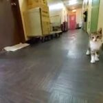 西成あいりん地区 ビジネスホテル在住 ねこ