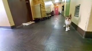 西成あいりん地区 ビジネスホテル在住 ねこ