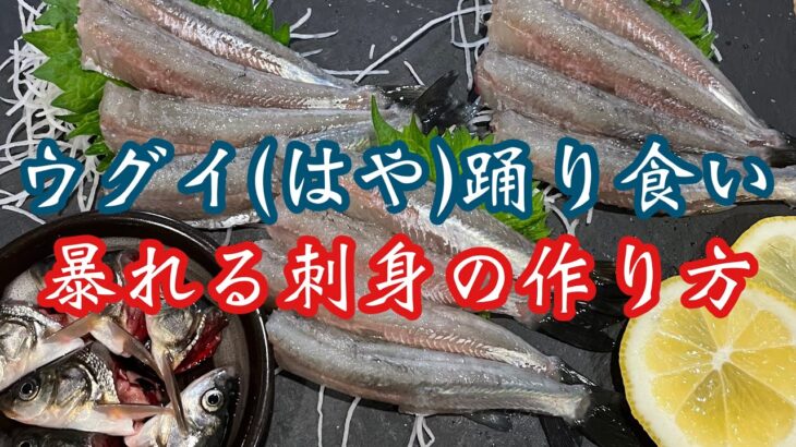 【奇食】生きたウグイ（はや）の活け造りの作り方、良く動くお刺身♪