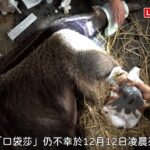 北市動物園多起憾事 大食蟻獸「口袋莎」難產而死、寶寶也救不回（動物園提供）