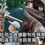 動物園送別大食蟻獸和長頸鹿  生離死別滿是不捨與哀傷