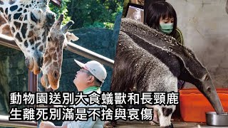 動物園送別大食蟻獸和長頸鹿  生離死別滿是不捨與哀傷