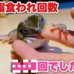 【消化】1年間で何回カエル達に食われたか数えてみた結果…