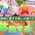 「おきなわ花と食のフェスティバル2023」うまんちゅひろば令和５年１月７日、１月８日放送