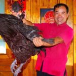 7.5KG Black Rooster Cooking! Delicious from Beak to Bone | Uncle Rural Gourmet