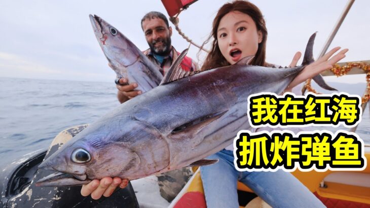 在红海抓炸弹鱼，一根线拉8公斤重鲣鱼，做奶香烤鱼滑嫩！ | 海鲜 | 赶海 | 钓鱼 | 金枪鱼 | 美食 |