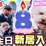 【🐶BROWNIE八歲生日慶祝🎂】新居入伙🏠滿足女兒食玩住「三重驚喜」❤️？(中字)