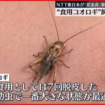 【食用コオロギ】NTT東日本「昆虫食」事業に参入  飼育所を公開